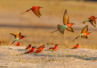 Carmine Bee Eaters In Flight