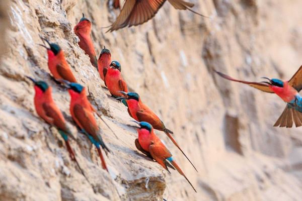 Carmine Bee Eaters Carmine Bee Eaters