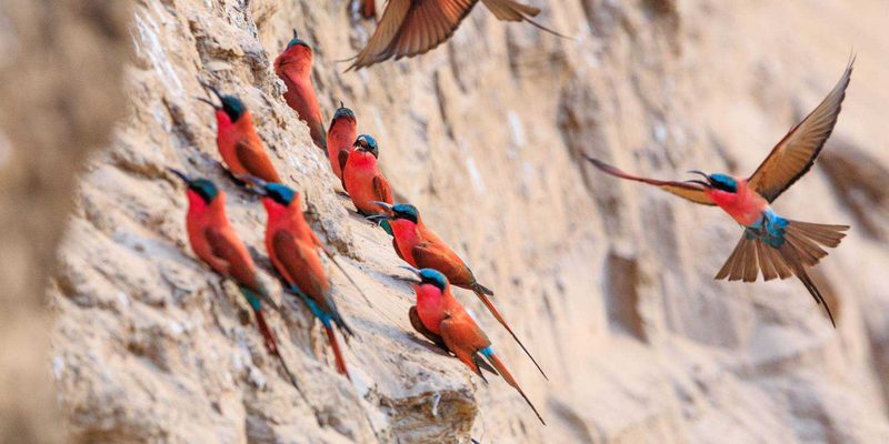 Carmine Bee Eaters Carmine Bee Eaters