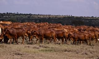 Cattle El Karama