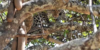 Chada Katavi Leopard In Tree  - Craig Kaufman