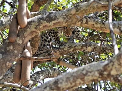 Chada Katavi Leopard In Tree  - Craig Kaufman