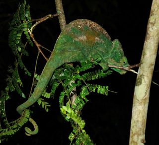Chameleon Chameleon