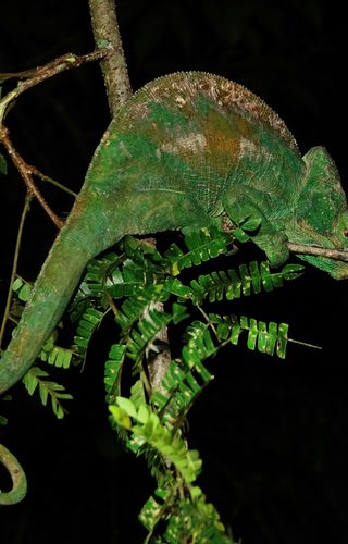 Chameleon