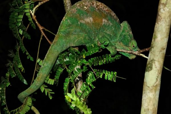 Chameleon Chameleon