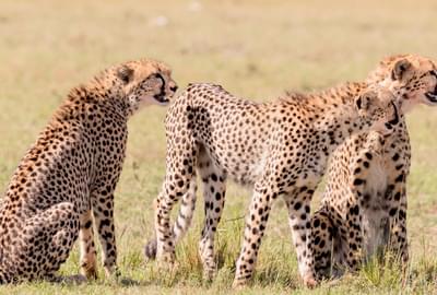 Cheetah Masai Mara Kenya Unsplash