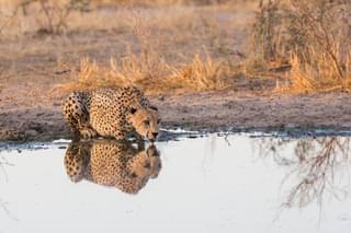 Cheetah At Tau Pan In The Central Kalahari Botswana