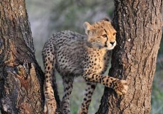 Cheetah Cub Copyright Martin Van Locken