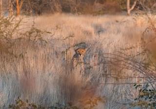 Cheetah In The Wild Namibia