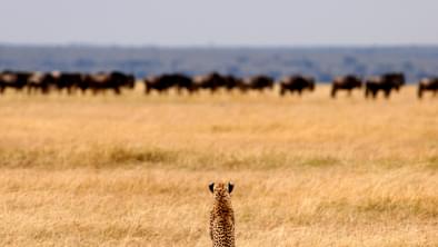 Cheetah On The Hunt
