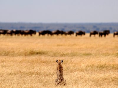 Cheetah On The Hunt