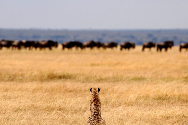 Cheetah On The Hunt Cheetah On The Hunt