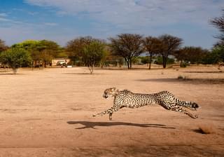 Cheetah Ecolodge Cheetah Activities3 1000 600
