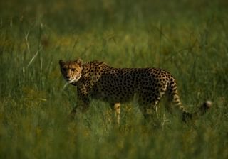 Cheetah Cr Naude Heunis 14 Cheetah Cr Naude Heunis 14
