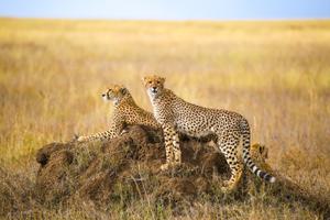 Cheetahs In The Serengeti