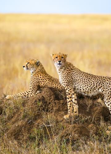 Cheetahs In The Serengeti