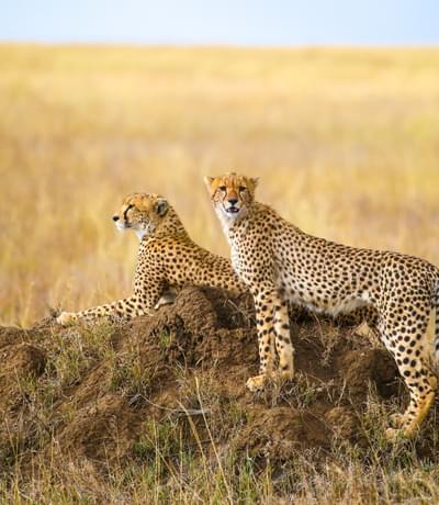 Cheetahs In The Serengeti
