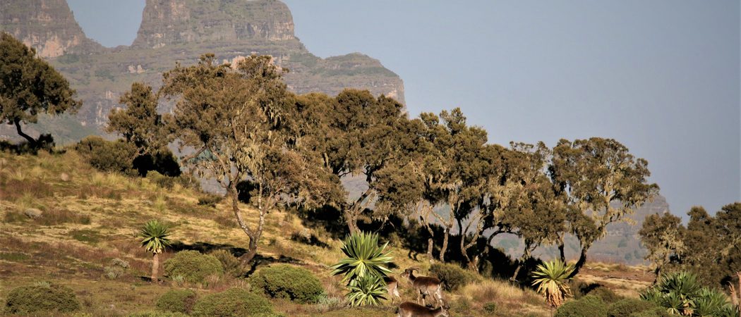 Chenneck  Walias And  Geladas  Afroalpine Habitat