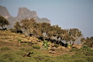 Chenneck  Walias And  Geladas  Afroalpine Habitat
