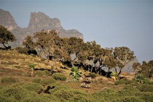 Chenneck Walias And Geladas Afroalpine Habitat Chenneck Walias And Geladas Afroalpine Habitat