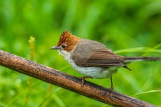 Chestnut crested yuhina Sabah Borneo Malaysia Chestnut crested yuhina Sabah Borneo Malaysia