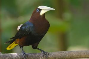 Chestnut sided Oropendola Panama Canva Pro