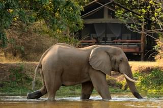 Chiawa  Camp Elephant