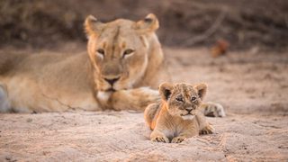 Chikwenya Lions