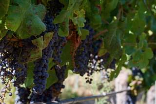 Chile wine grapes