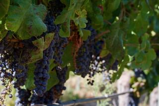 Chile wine grapes Chile wine grapes