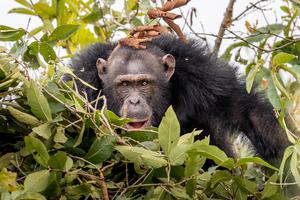 Chimp Habituation Project Chimp Habituation Project