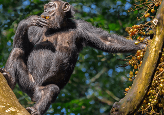 Chimpanzee eating Uganda Canva Pro Chimpanzee eating Uganda Canva Pro