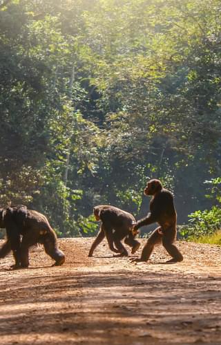 Chimps Walking Across A Track In Uganda