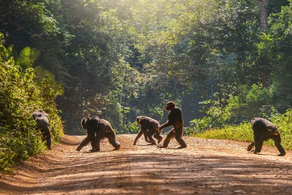 Chimps Walking Across A Track In Uganda Chimps Walking Across A Track In Uganda