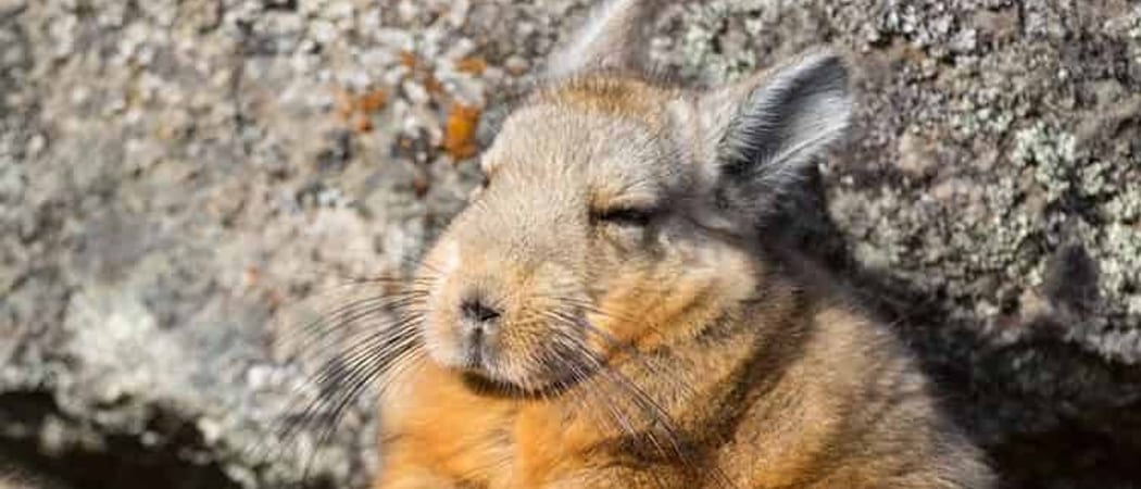 Chinchillón Anaranjado