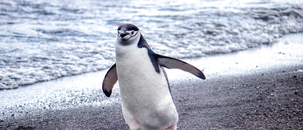 Chinstrap penguin South Shetland Islands Elephant Island Falklands Antarctica min