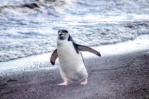 Chinstrap penguin South Shetland Islands Elephant Island Falklands Antarctica min