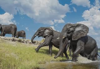 Chobe Game Lodge Elephants