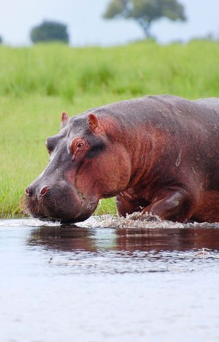 Chobe Hippo Botswana