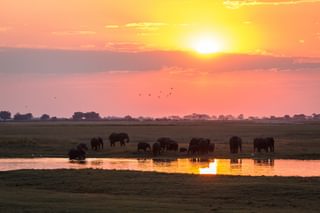 Chobe Chobe