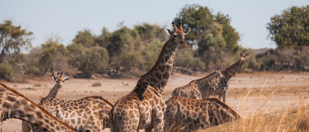 Chobe Princess 530 1024x683 Ichingo chobe