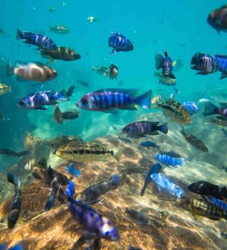 Cichlids In Lake Malawi Comp Cichlids In Lake Malawi Comp