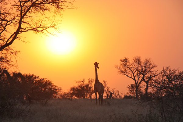 Giraffe sunset Classic Zambia Hero Image Giraffe sunset Classic Zambia Hero Image
