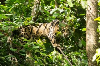 Cloud leopard borneo Cloud leopard borneo