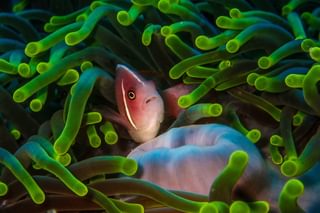 Clown fish anenome Wakatobi South East Sulawesi Indonesia min Clown fish anenome Wakatobi South East Sulawesi Indonesia min