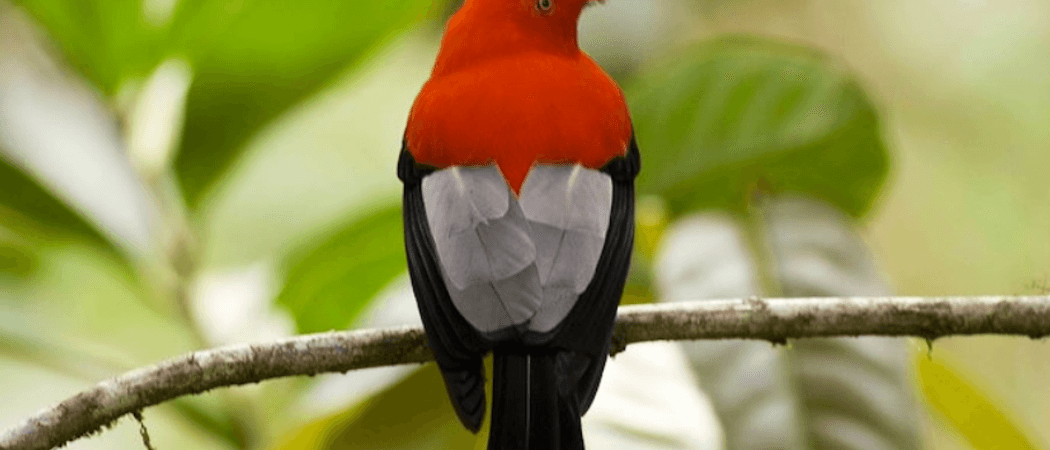 Cock of the Rock