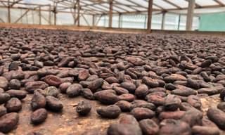 Cocoa Plantation 1
