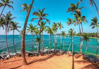 Coconut trees Mirissa Sri Lanka min