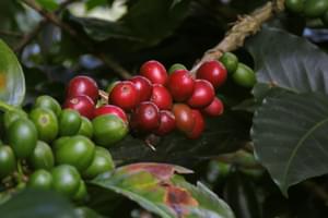 Coffee berries Colombia min