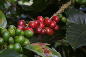 Coffee berries Colombia min Coffee berries Colombia min